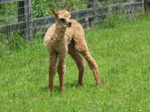 6 hour old Cria-Taken at Shady Nook Alpacas